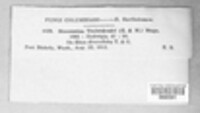 Marssonina toxicodendri image